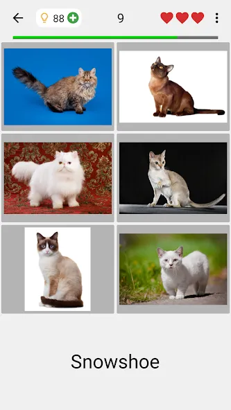 Cats Quiz Guess Popular Breeds  [МОД Бесконечные монеты] Screenshot 2