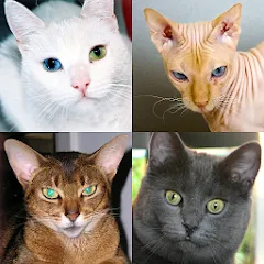 Скачать взлом Cats Quiz Guess Popular Breeds  [МОД Бесконечные монеты] - стабильная версия apk на Андроид