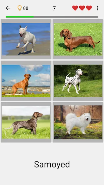 Dogs Quiz - Guess All Breeds!  [МОД Menu] Screenshot 1