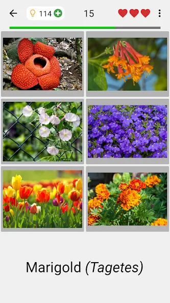 Flowers Quiz - Identify Plants  [МОД Unlocked] Screenshot 2