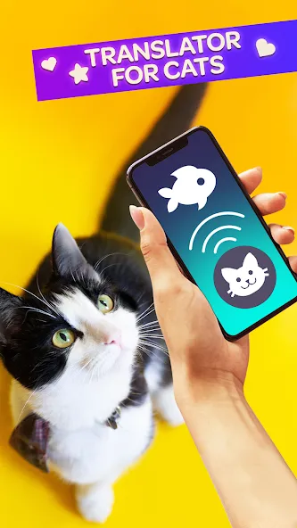 Cat Translator Pet Talk Meow  [МОД Бесконечные монеты] Screenshot 1