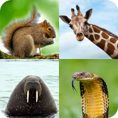 Скачать взлом Animal Quiz: Guess the Animal  [МОД Бесконечные деньги] - стабильная версия apk на Андроид